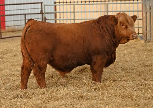 100  Gelbvieh Bulls for Sale - Photo 2