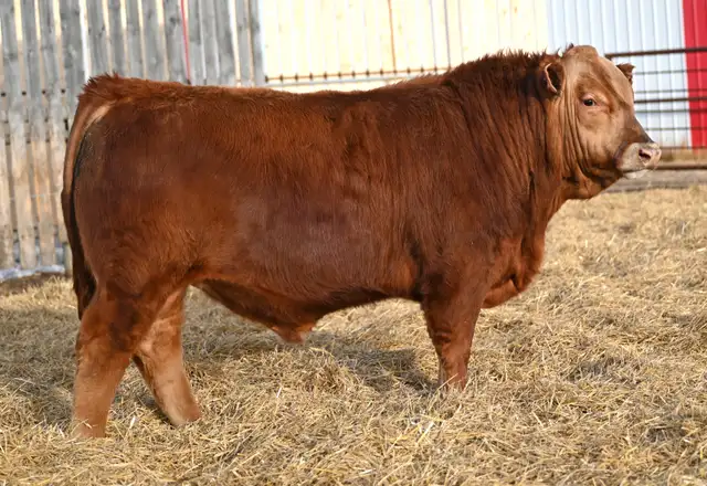 100  Gelbvieh Bulls for Sale - Photo 3