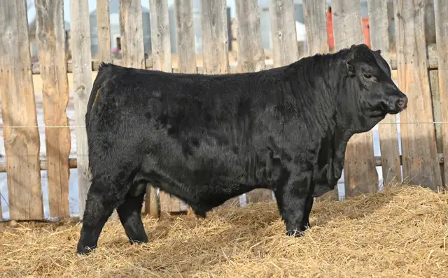 100  Gelbvieh Bulls for Sale - Photo 4