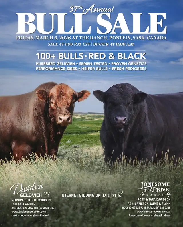 100  Gelbvieh Bulls for Sale - Photo 5