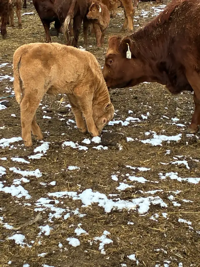 1st calf Hfr Pairs - Photo 2