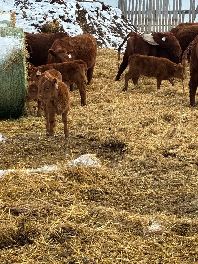 1st calf Hfr Pairs - Photo 3