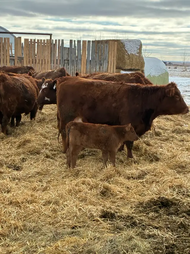 1st calf Hfr Pairs - Photo 4