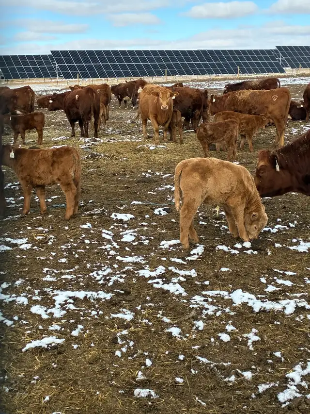 1st calf Hfr Pairs - Photo 5