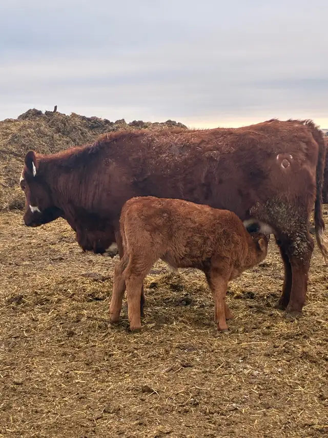 1st calf Hfr Pairs - Photo 6