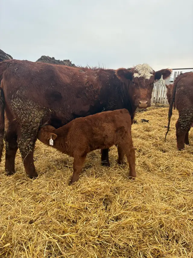 1st calf Hfr Pairs - Photo 7