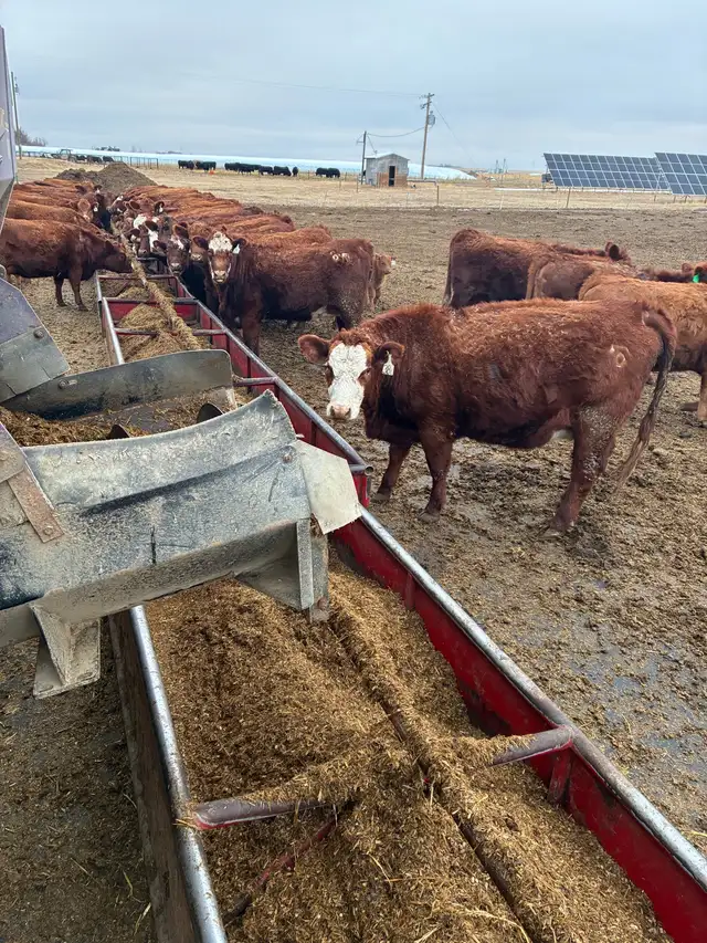 1st calf Hfr Pairs - Photo 8