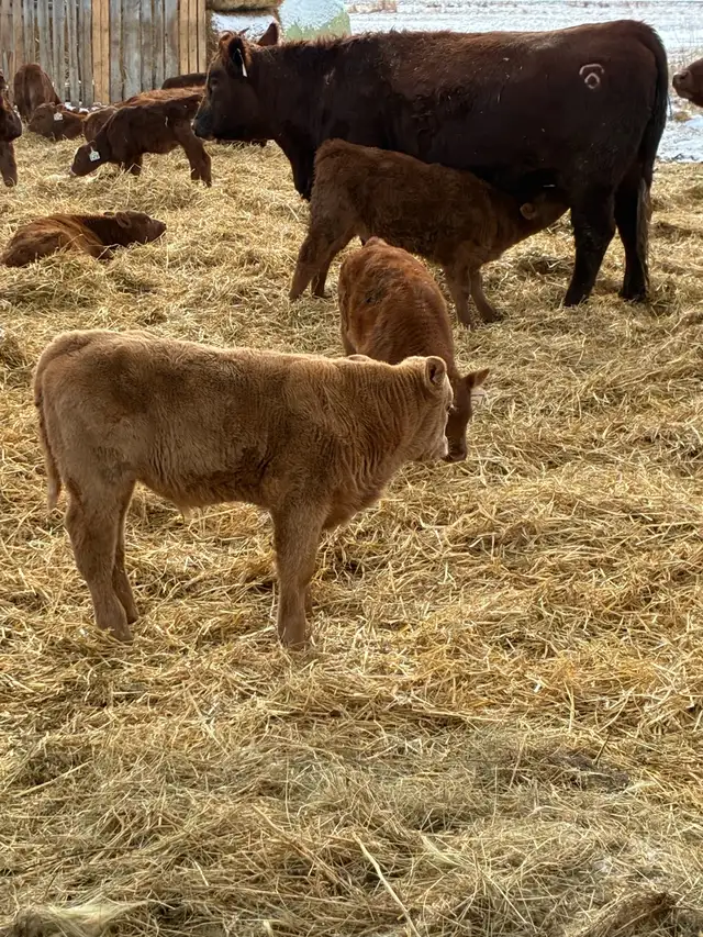 1st calf Hfr Pairs - Photo 9