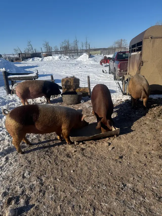 Bred gilts