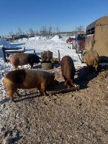 Bred gilts