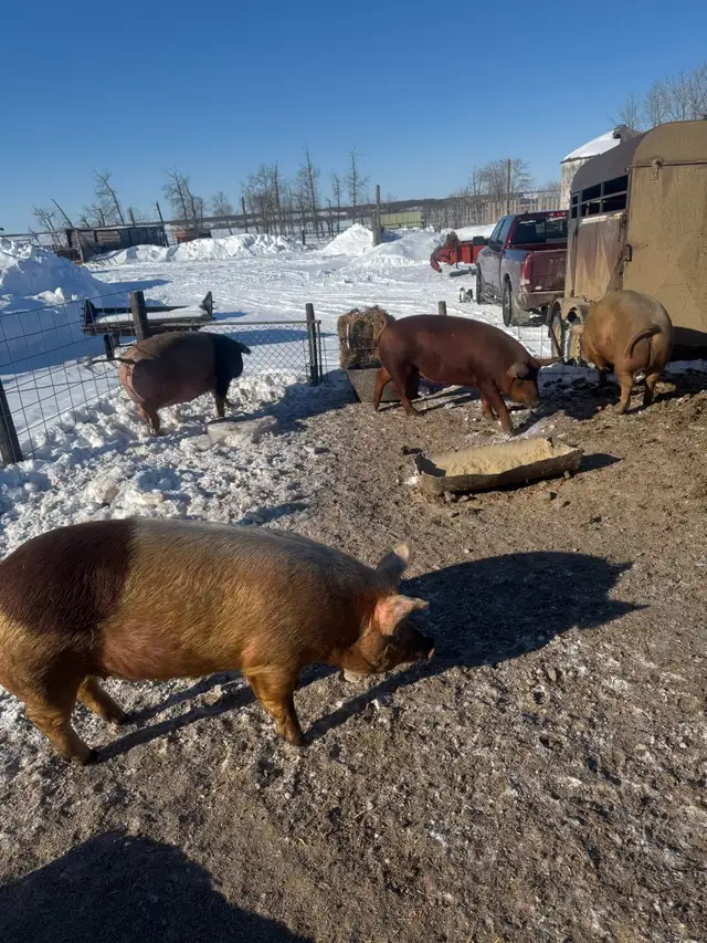 Bred gilts - Photo 2