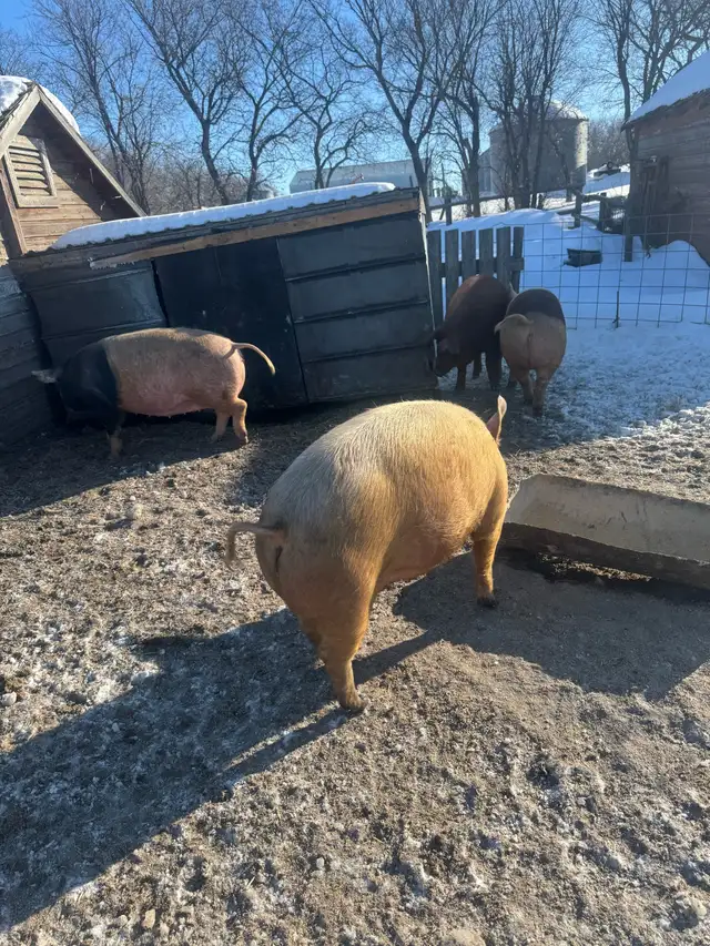 Bred gilts - Photo 3