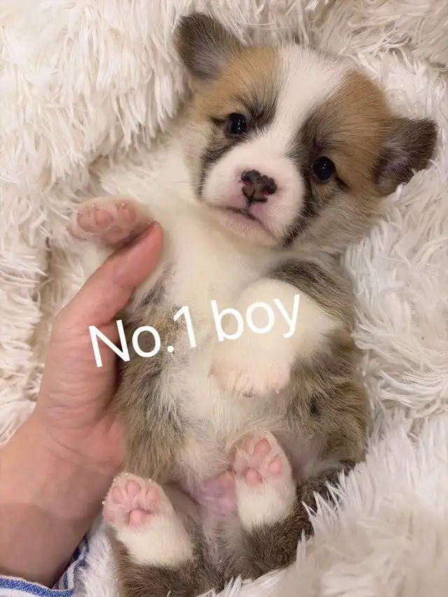 Welsh corgi puppies ready to new home