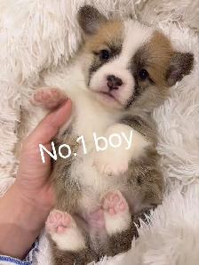 Welsh corgi puppies ready to new home