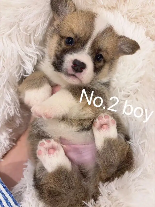 Welsh corgi puppies ready to new home - Photo 2