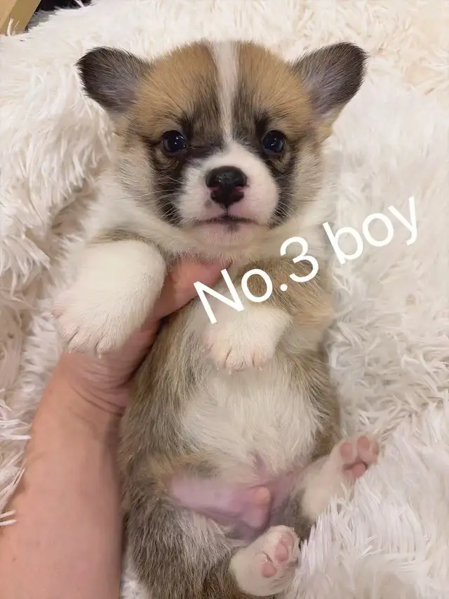 Welsh corgi puppies ready to new home - Photo 3