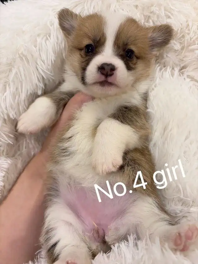 Welsh corgi puppies ready to new home - Photo 4