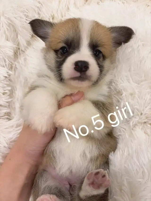 Welsh corgi puppies ready to new home - Photo 5