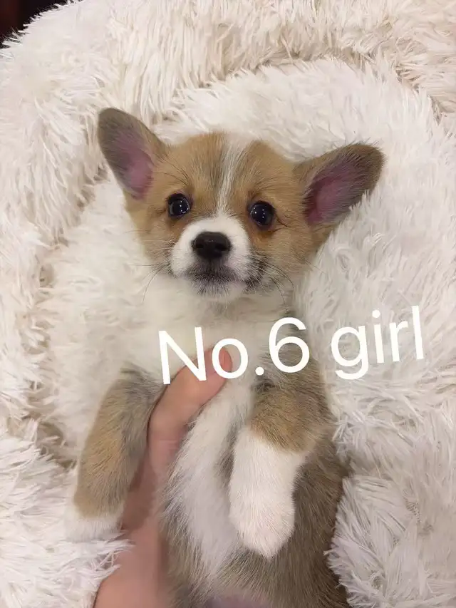 Welsh corgi puppies ready to new home - Photo 6