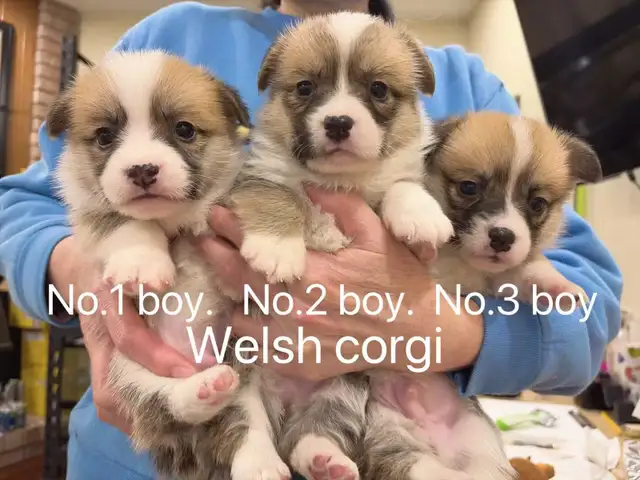 Welsh corgi puppies ready to new home - Photo 7
