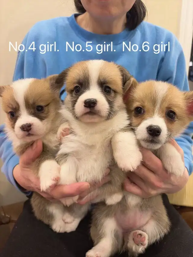 Welsh corgi puppies ready to new home - Photo 8