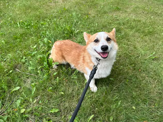 Welsh corgi puppies ready to new home - Photo 10