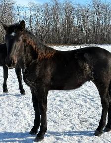 2025 Percheron/Friesen Blue Roan stud colt