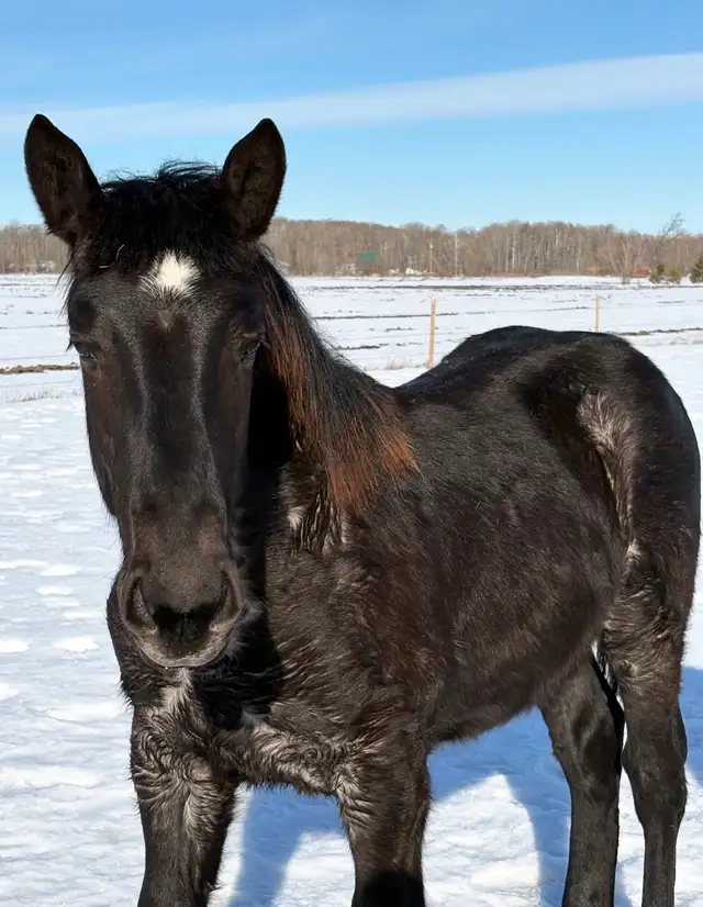 2025 Percheron/Friesen Blue Roan stud colt - Photo 3