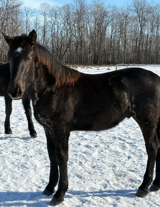 2025 Percheron/Friesen Blue Roan Stud Colt