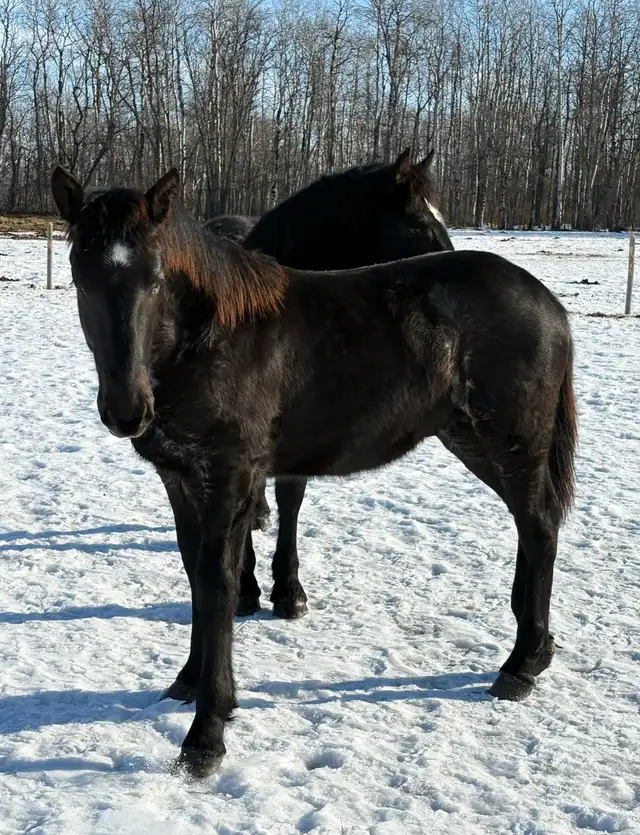 2025 Percheron/Friesen Blue Roan Stud Colt - Photo 2