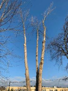 Service d'émondage / abattage / coupe d'arbres - 514-715-2726 - Photo 5