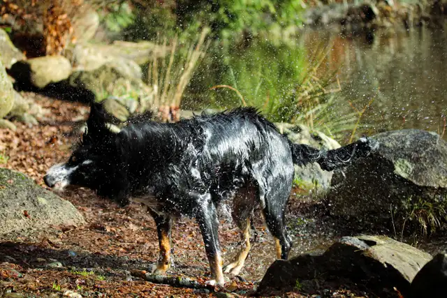 pet photograph - Photo 2