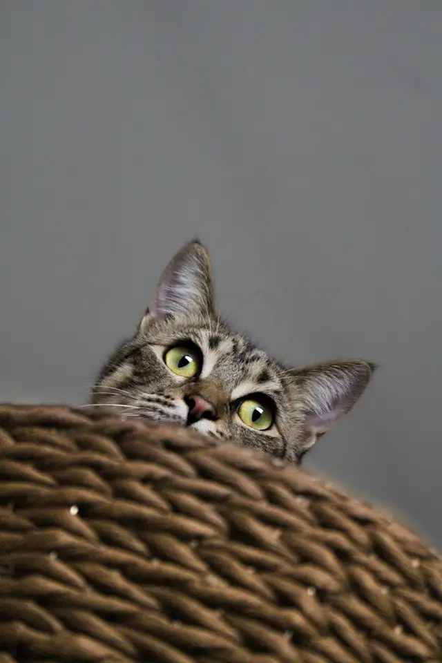 pet photograph - Photo 3