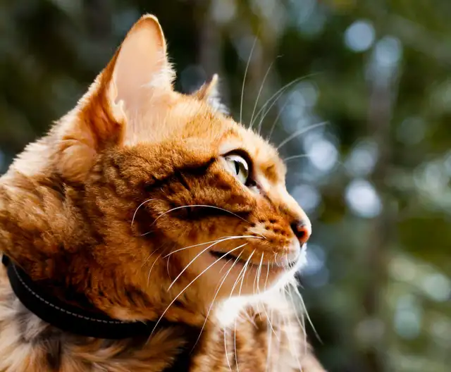 pet photograph - Photo 4