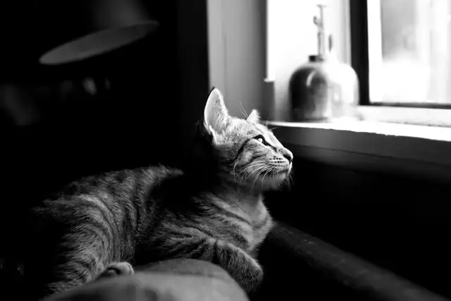 pet photograph - Photo 5