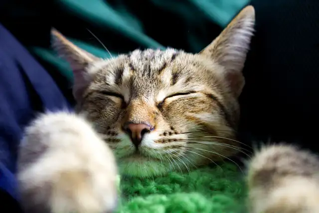 pet photograph - Photo 6