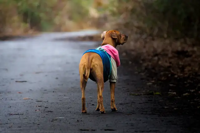 pet photograph - Photo 8