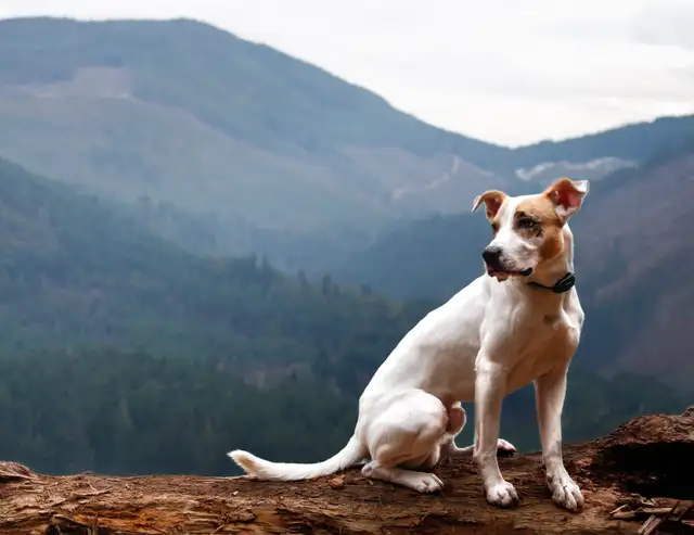 pet photograph - Photo 9