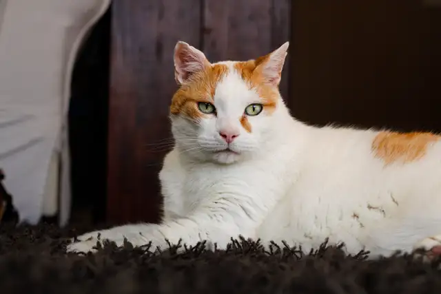 pet photograph - Photo 10