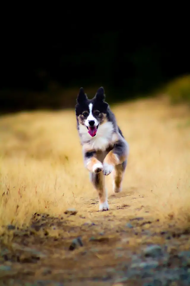 pet photography - Photo 2