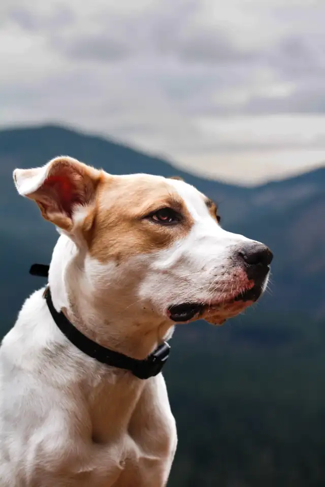 pet photography - Photo 3