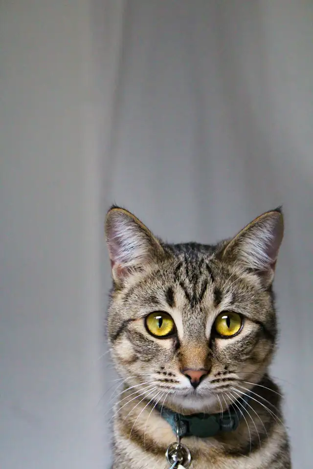 pet photography - Photo 5