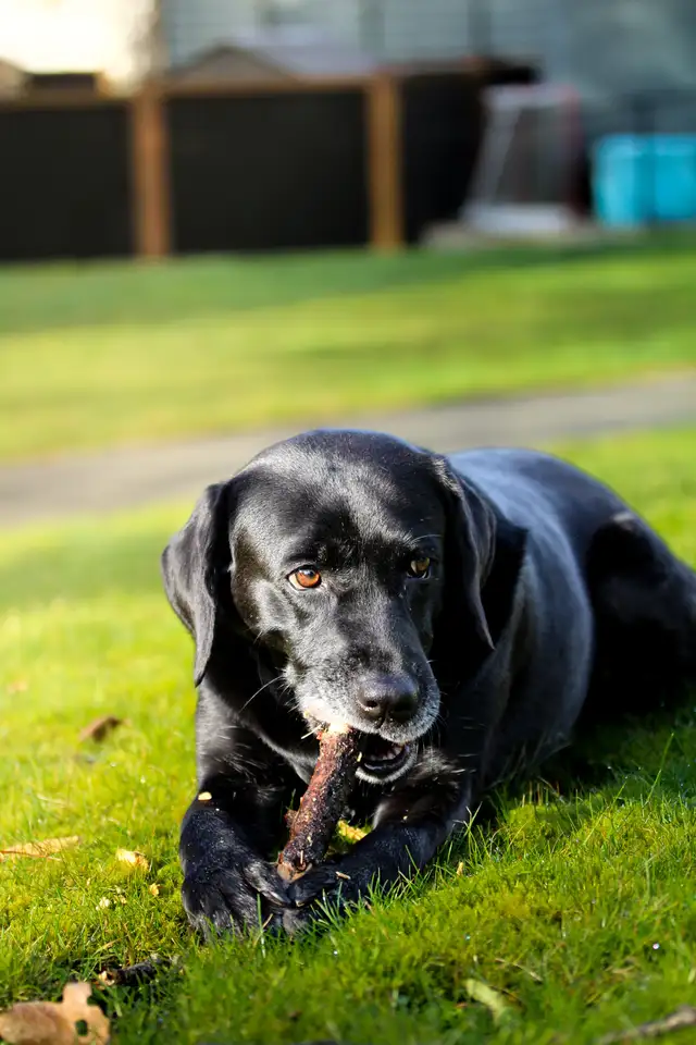 pet photography - Photo 6