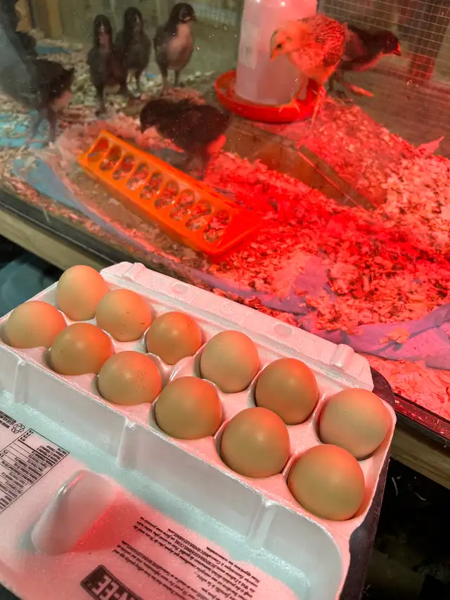 Œufs fécondés - Photo 2