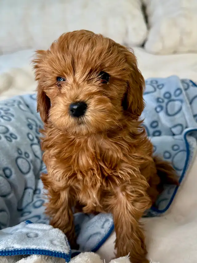 GOLDENDOODLES F1BB ROUGES /RED