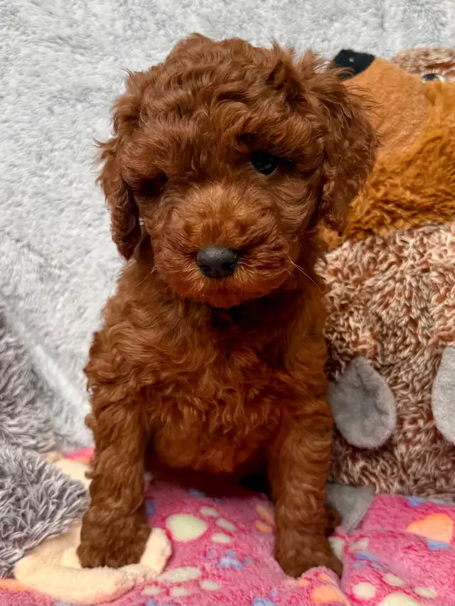 GOLDENDOODLES F1BB ROUGES /RED - Photo 2