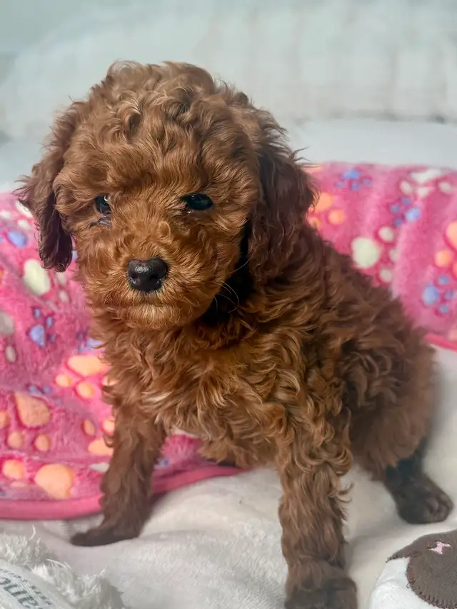 GOLDENDOODLES F1BB ROUGES /RED - Photo 3