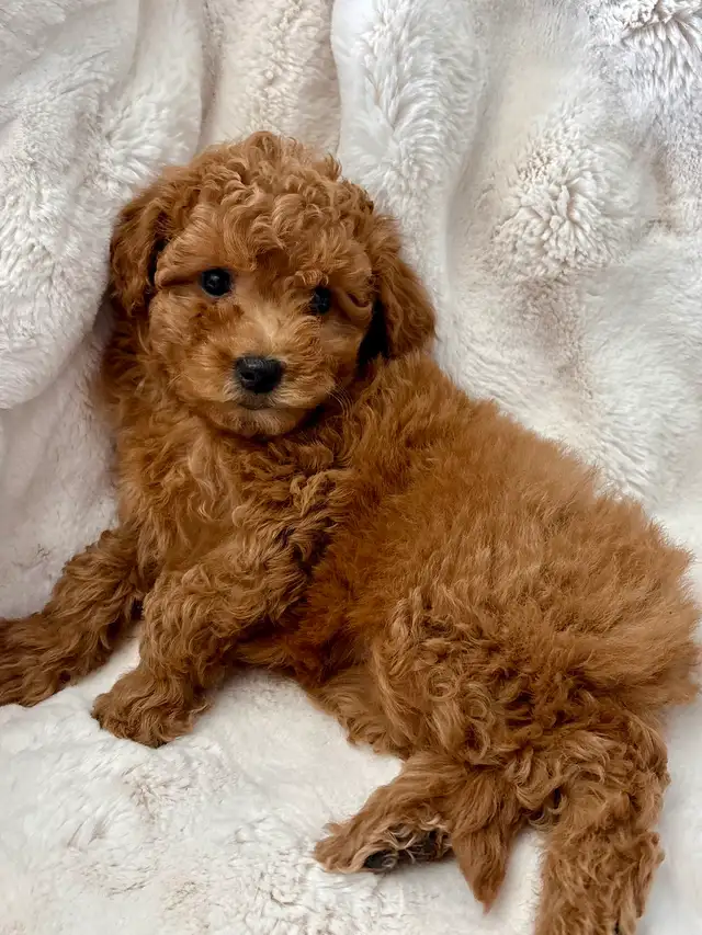 GOLDENDOODLES F1BB ROUGES /RED - Photo 4