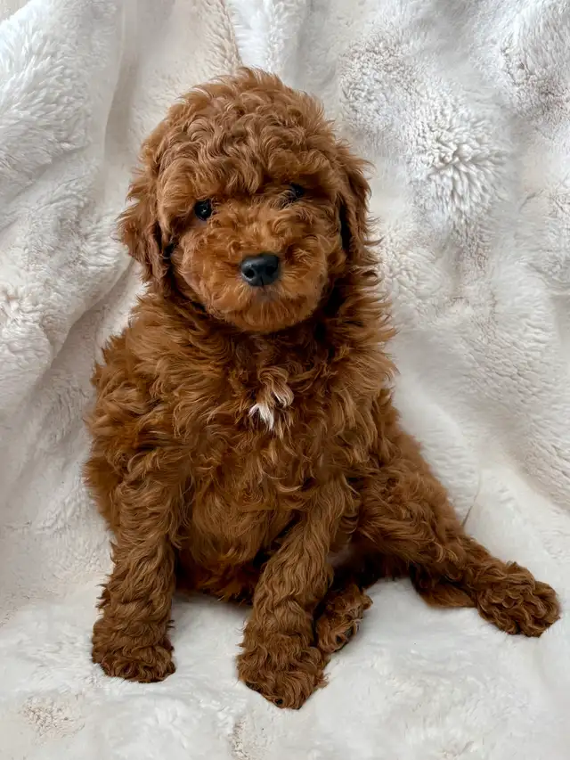 GOLDENDOODLES F1BB ROUGES /RED - Photo 5