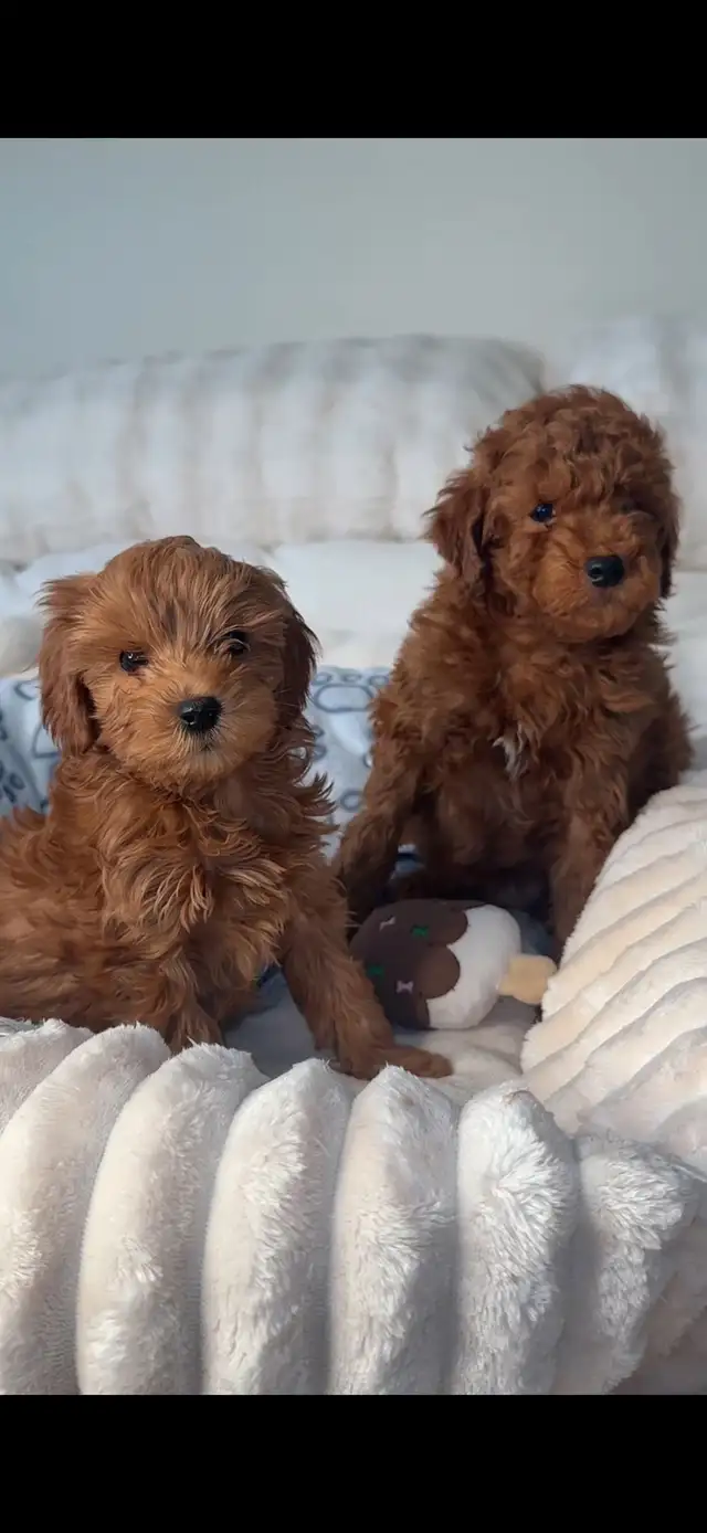 GOLDENDOODLES F1BB ROUGES /RED - Photo 6
